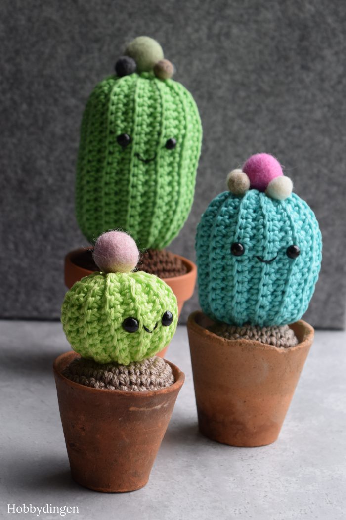 Cactus Family